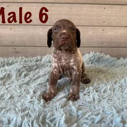 German Shorthaired Pointer puppies from Red Clay Kennels