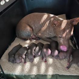 Girl 1 - Chocolate female American Hairless Terrier puppy in Sacramento, California from Gold Rush Kennels