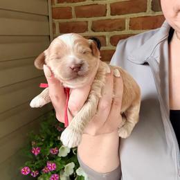 Ash - Buff male Cockapoo puppy in Denver, Pennsylvania from Greenview Puppies
