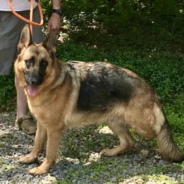 Vicki - German Shepherd