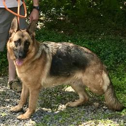 Vicki - German Shepherd