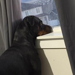 Dachshunds and Rottweilers from Chelsea Woolley