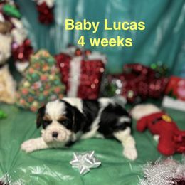 Lord Reginald (Lucas) - Tri-color male Cavalier King Charles Spaniel puppy in Broken Arrow, Oklahoma from Cavalier King Charles Heartland