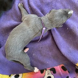 Purple collar - Blue female Greyhound puppy in Alamogordo, New Mexico from Trapple's Custom K-9's