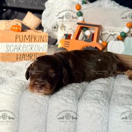 Mr. Red-2600 - Chocolate and tan male Dachshund puppy in Sparr, Florida from From the Heart Doxies