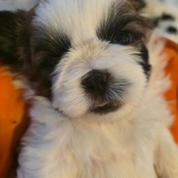 Neli - Tricolor female Shih Tzu puppy in Filer, Idaho from Shih Tzu Kennels