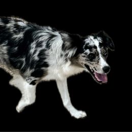 Temple - Miniature Australian Shepherd