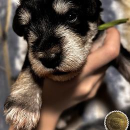 Wyatt - Black and silver male Miniature Schnauzer puppy in Frankford, Delaware from Miniature Schnauzers of Delmarva