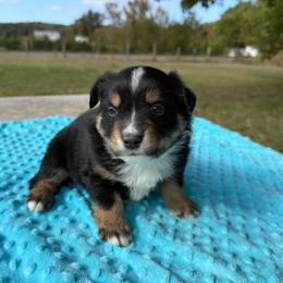 Black tri dark copper - Black tri male Miniature Australian Shepherd puppy in Graham, North Carolina from Thompson Farm Mini Aussies