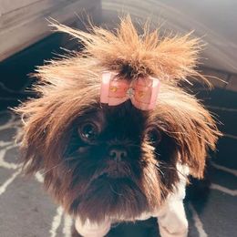 Dachshunds, Mal-Shis, Maltipoos, and Yorkipoos from H&S pets