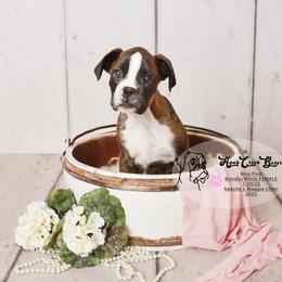 Boxer Puppies from Hawk Creek Boxers