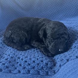 Scar - Black male Poodle puppy in Mayville, Michigan from Kathy Maize