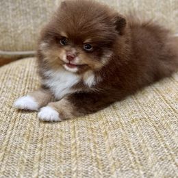Farley - Chocolate parti male Pomeranian puppy in Canandaigua, New York from Fingerlakes Pomeranians