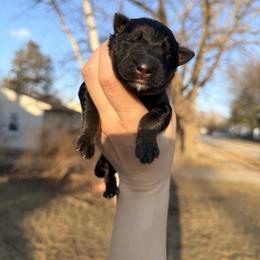 Snow White - Bi-color female German Shepherd puppy in Perrysburg, Ohio from Fancy GSDs