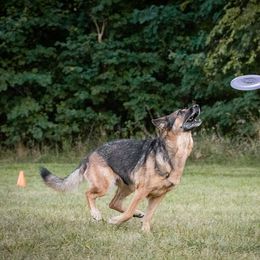 German Shepherd All Grown Up from Marbany Kennels