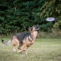 German Shepherd All Grown Up from Marbany Kennels