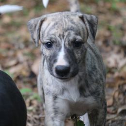 Whippet Puppies from Wise Heart Whippets