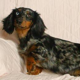 Greta - Dachshund