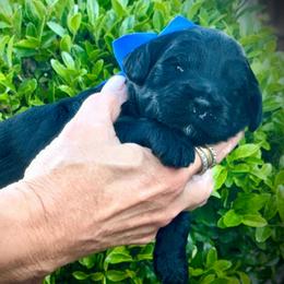 Bolt- blue boy - Black and white male Aussiedoodle puppy in Midlothian, Texas from Gray Doodles