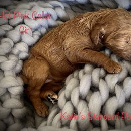 Poodle Puppies from Katie’s Standard Poodles