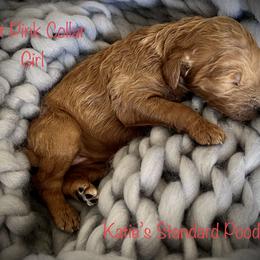 Poodle Puppies from Katie’s Standard Poodles