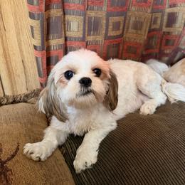 Gemma - Shih Tzu