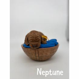 Neptune - Red  male Goldendoodle puppy in Smithfield, Kentucky from KBK9 Kennels