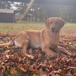 Labrador Retrievers from Beaver Creek Labradors