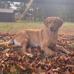 Labrador Retrievers from Beaver Creek Labradors