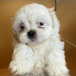 Boxer and Shih Tzu Puppies from L&L Euro Boxers and Small Town Shih Tzus