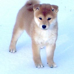 Shiba Inu Puppies from Kawako Shiba Inu