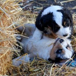 Miniature American Shepherd Puppies from Stones River Mini American Shepherds