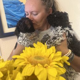 Lagotto Romagnolo Puppies from Anna’s Lagottos