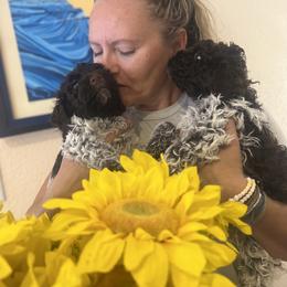 Lagotto Romagnolo Puppies from Anna’s Lagottos
