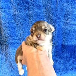Ollie - Silver and white male Chihuahua puppy in Mesa, Arizona from Arizona Dream Chihuahuas