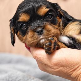 Bruno - Black and tan male Cavalier King Charles Spaniel puppy in Greensboro, North Carolina from Hyde Park Cavaliers