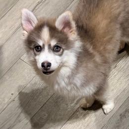 Skor's blue boy - Blue male Pomsky puppy in Enid, Oklahoma from Mile Hi Pomskies