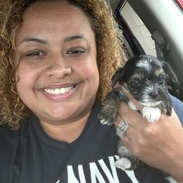 Girl 5 - Parti female Yorkshire Terrier puppy in Memphis, Tennessee from Ricketta’s Yorkie Babies