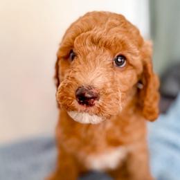Woody - Red  male Goldendoodle puppy in Lakeland, Florida from Rolling Oak Doodles