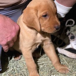 Labrador Retriever Puppies from Fuller Paws of Texas
