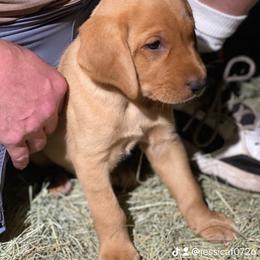Labrador Retriever Puppies from Fuller Paws of Texas