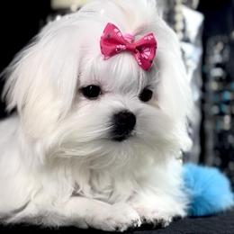 Tiny Baby Girl - White female Maltese puppy in Arab, Alabama from Always Maltese