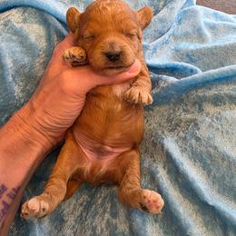 Parker - Red male Cavapoo puppy in Gresham, Oregon from Paisley Cavapoos