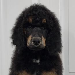 Olympus - Phantom Poodle puppy in Philippi, West Virginia from Valley Phantom Standard Poodles
