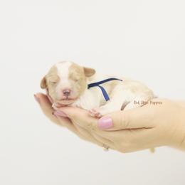 Albert (Navy Collar Boy) - Blenheim male Cavapoo puppy in Republic, Missouri from Red Skye Puppies