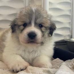 Autumn - White and badger female Great Pyrenees puppy in Cedar City, Utah from Forestwood Farms Great Pyrenees