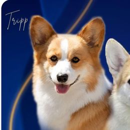 Pembroke Welsh Corgis from Kari's Pembroke Welsh Corgis