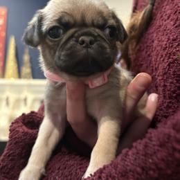 Makena - Fawn female Pug puppy in Frisco, Texas from RD Pugs
