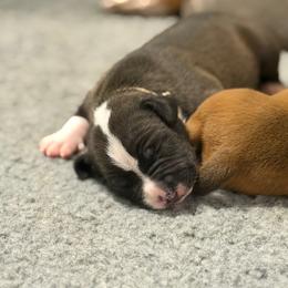 Camo Collar - Black male American Pit Bull Terrier puppy in Pensacola, Florida from Alpha Alliance Kennels