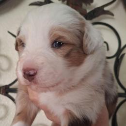 Murphy - Red merle male Miniature Australian Shepherd puppy in Copperas Cove, Texas from Aussies Acre